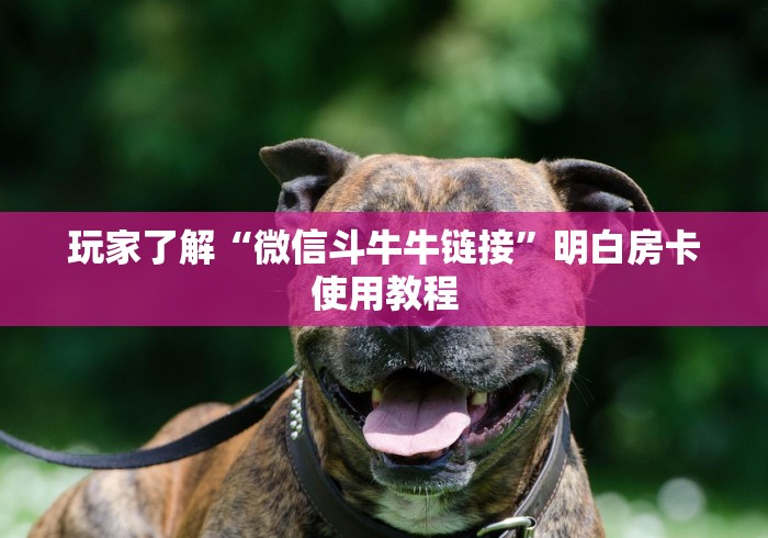玩家必备教程“红包斗牛控制尾数开挂”详细房卡教程
